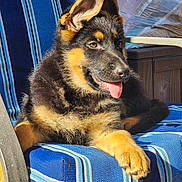 Jeager joined the competition — help win amazing prizes! animal, armchair, ball, canine, chair, couch, cushion, dog, furniture, germanshepherd, homedecor, hound, husky, pet, policedog, puppy, sport, tennis, tennisball