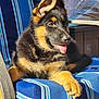 animal, armchair, ball, canine, chair, couch, cushion, dog, furniture, germanshepherd, homedecor, hound, husky, pet, policedog, puppy, sport, tennis, tennisball