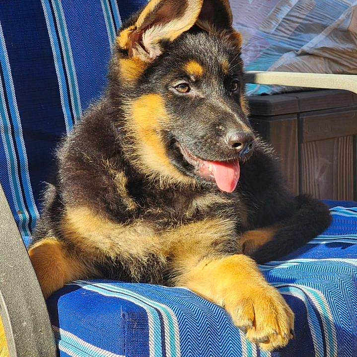 Jeager joined the competition — help win amazing prizes! animal, armchair, ball, canine, chair, couch, cushion, dog, furniture, germanshepherd, homedecor, hound, husky, pet, policedog, puppy, sport, tennis, tennisball