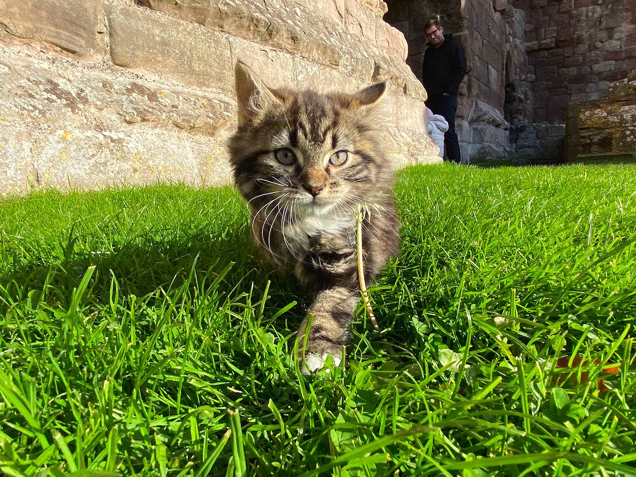 Clover joined the competition — help win amazing prizes! carnivore, cat, domestic_short_haired_cat, eye, fawn, felidae, fur, grass, grass_family, grassland, groundcover, plant, sitting, small_to_medium_sized_cats, snout, tail, terrestrial_animal, whiskers, wildlife, wood