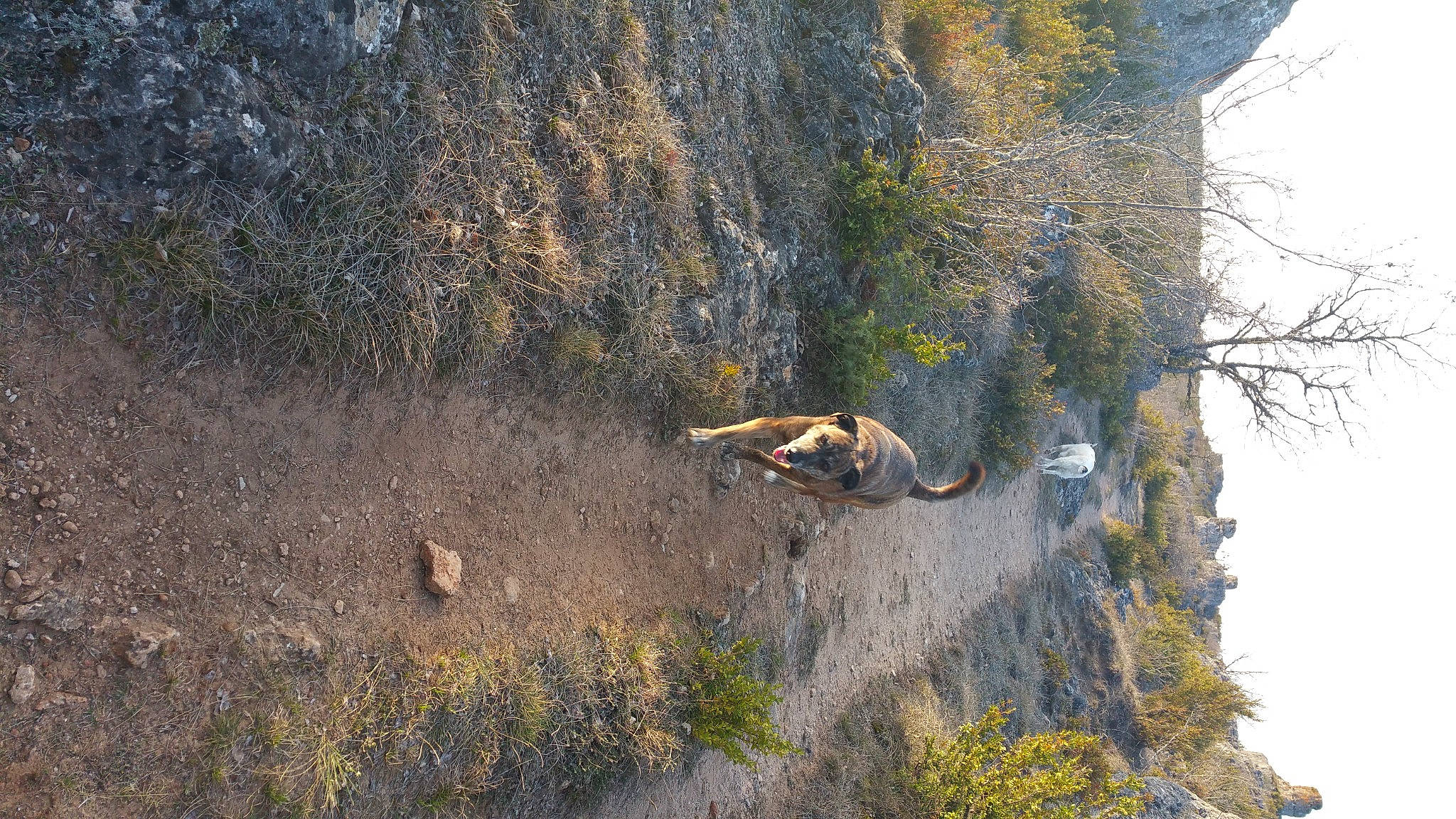 Gaïa a rejoint le concours — aidez-le/la à gagner de superbes lots ! adventure, bedrock, escarpment, extreme_sport, forest, grass, landscape, mountain, outcrop, plant, recreation, rock, sky, slope, soil, sport_climbing, tire, tree, trunk, wood