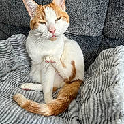 Louie is registered to the contest to win money with this photo: cat, orange_and_white, pet, animal, feline, sitting, blanket, gray_blanket, couch, indoors, portrait, close_up, whiskers, ears, green_eyes, pink_nose, striped_tail, fur, relaxed, funny_expression