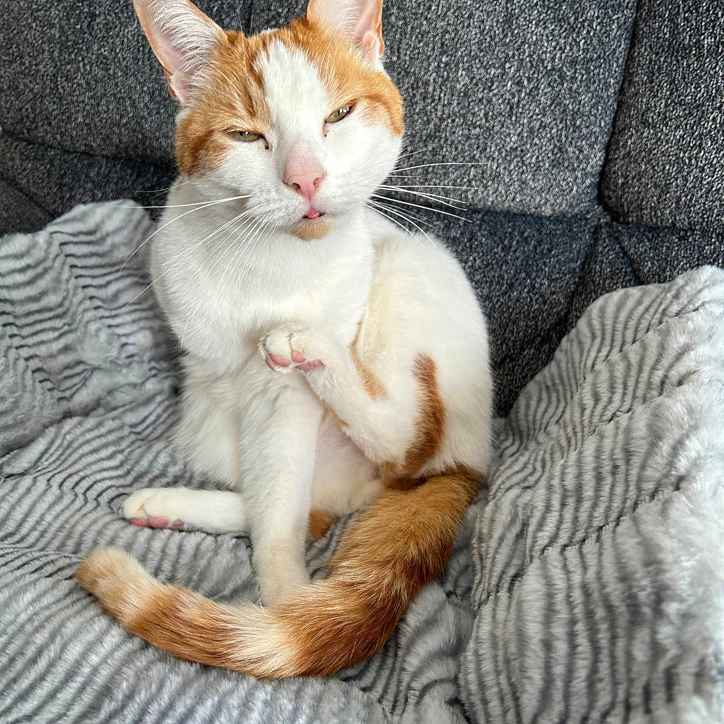 Louie is registered to the contest to win money with this photo: cat, orange_and_white, pet, animal, feline, sitting, blanket, gray_blanket, couch, indoors, portrait, close_up, whiskers, ears, green_eyes, pink_nose, striped_tail, fur, relaxed, funny_expression