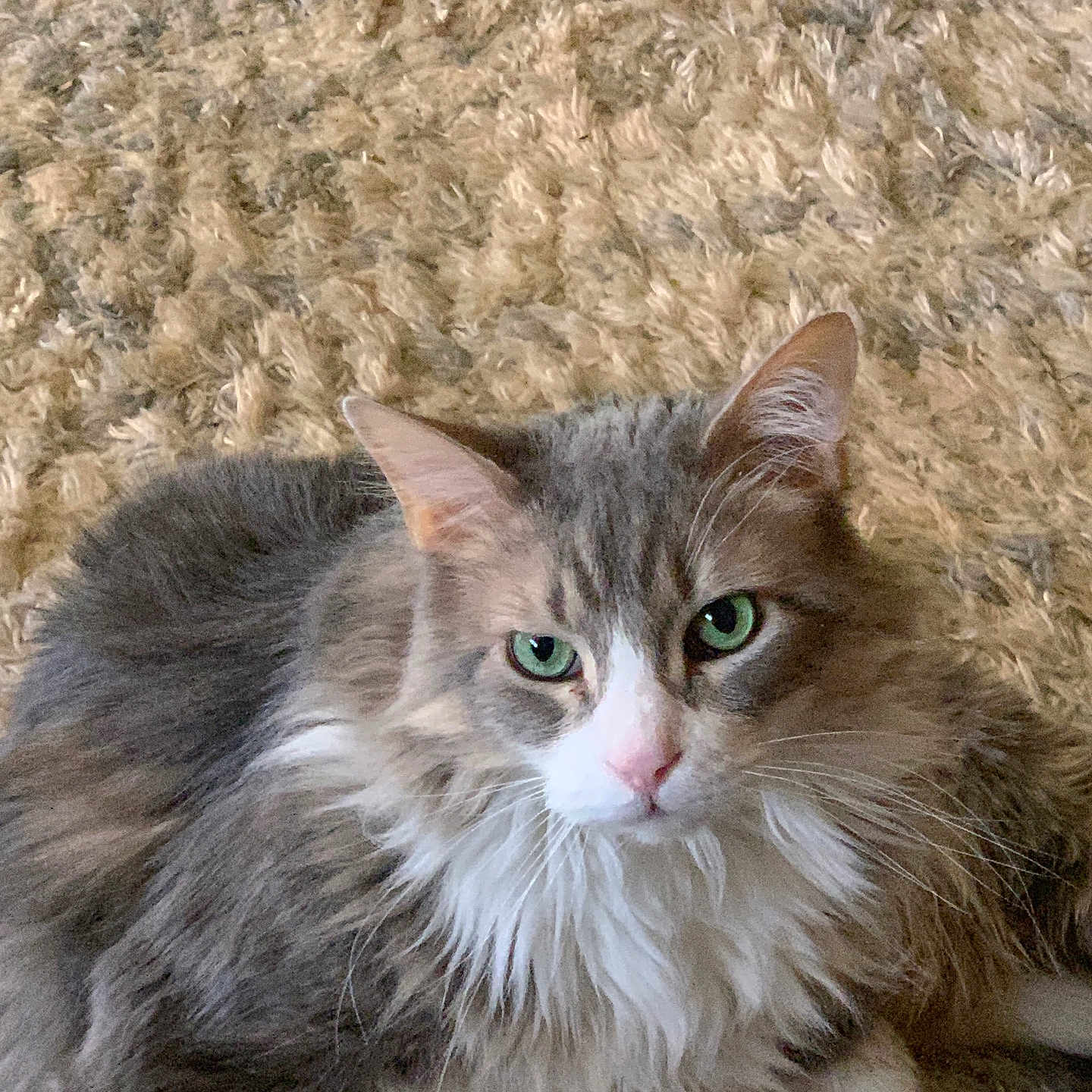 Kangyroo joined the competition — help win amazing prizes! animal, carpet, cat, close_up, cute, domestic, feline, fluffy, fur, gray, green_eyes, indoor, laying_down, mammal, pet, portrait, relaxed, resting, whiskers, white