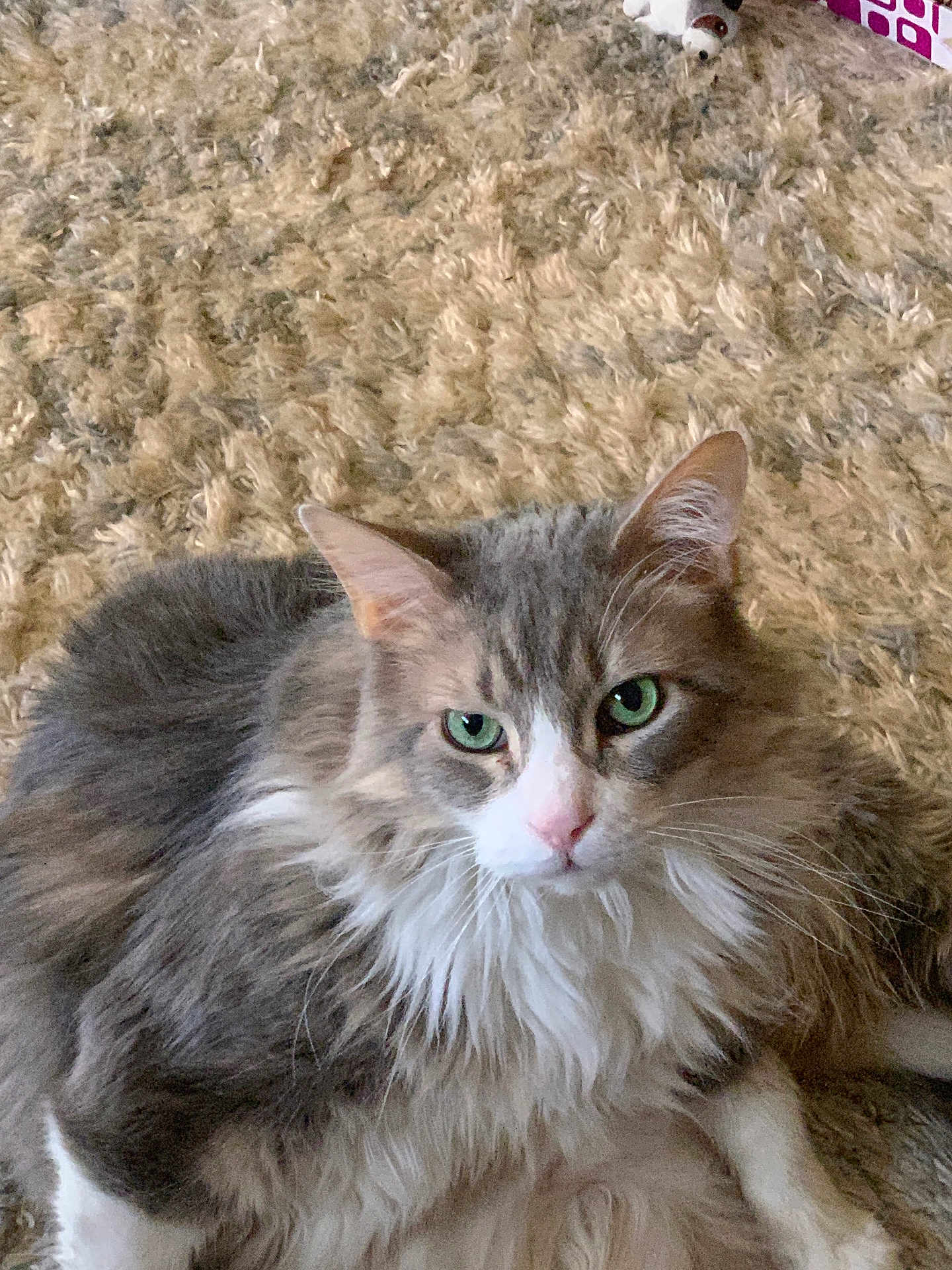 Kangyroo joined the competition — help win amazing prizes! animal, carpet, cat, close_up, cute, domestic, feline, fluffy, fur, gray, green_eyes, indoor, laying_down, mammal, pet, portrait, relaxed, resting, whiskers, white