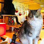 Kangyroo joined the competition — help win amazing prizes! apple_decor, black_cat, cat, cat_stand, countertop, cozy, curious, decor, domestic, feline, gray_cat, indoor, kitchen, lamp, mug, pets, portrait, sitting, telephone, wooden_panel