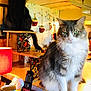 apple_decor, black_cat, cat, cat_stand, countertop, cozy, curious, decor, domestic, feline, gray_cat, indoor, kitchen, lamp, mug, pets, portrait, sitting, telephone, wooden_panel