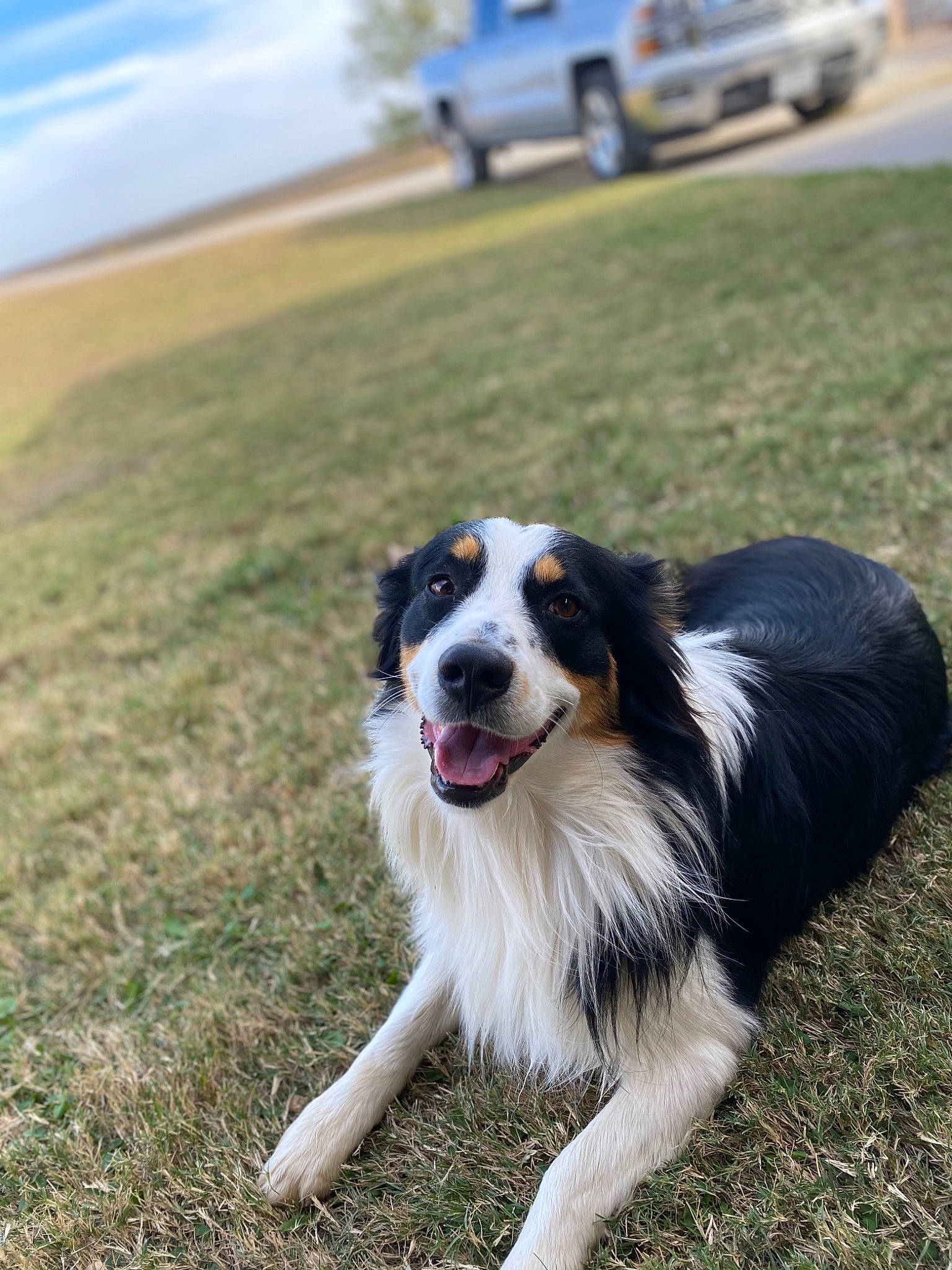 Crew is registered to the contest to win money with this photo: australian_collie, australian_shepherd, automotive_exterior, automotive_parking_light, border_collie, bumper, carnivore, companion_dog, dog, dog_breed, fur, herding_dog, mammal, plain, prairie, snout, sporting_group, vehicle_door, vehicle_registration_plate, whiskers