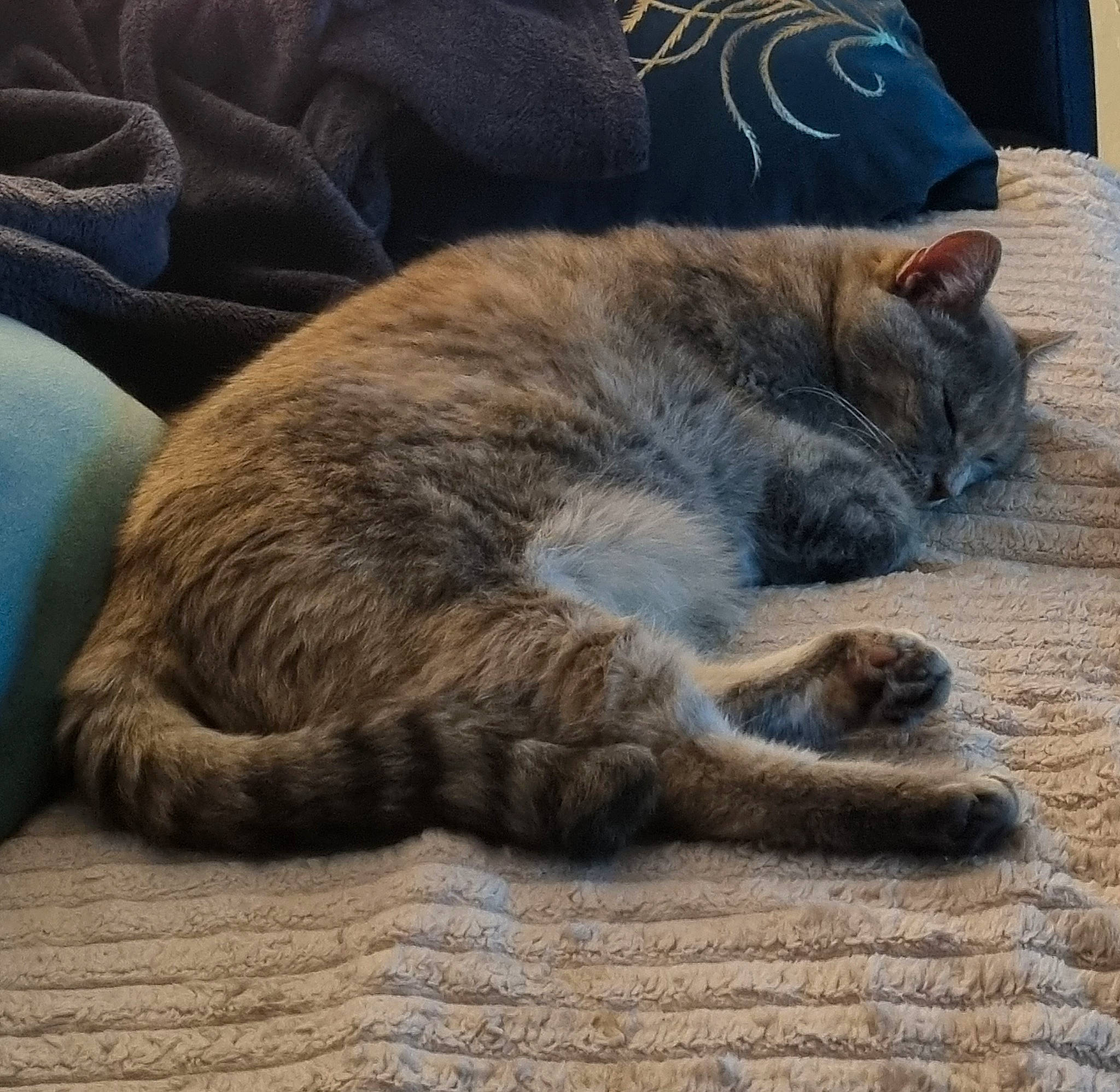 Bella participe au concours pour gagner de l'argent avec cette photo : carnivore, cat, claw, comfort, domestic_short_haired_cat, fawn, felidae, fur, grey, hardwood, nap, paw, sitting, small_to_medium_sized_cats, snout, tail, terrestrial_animal, whiskers, wood