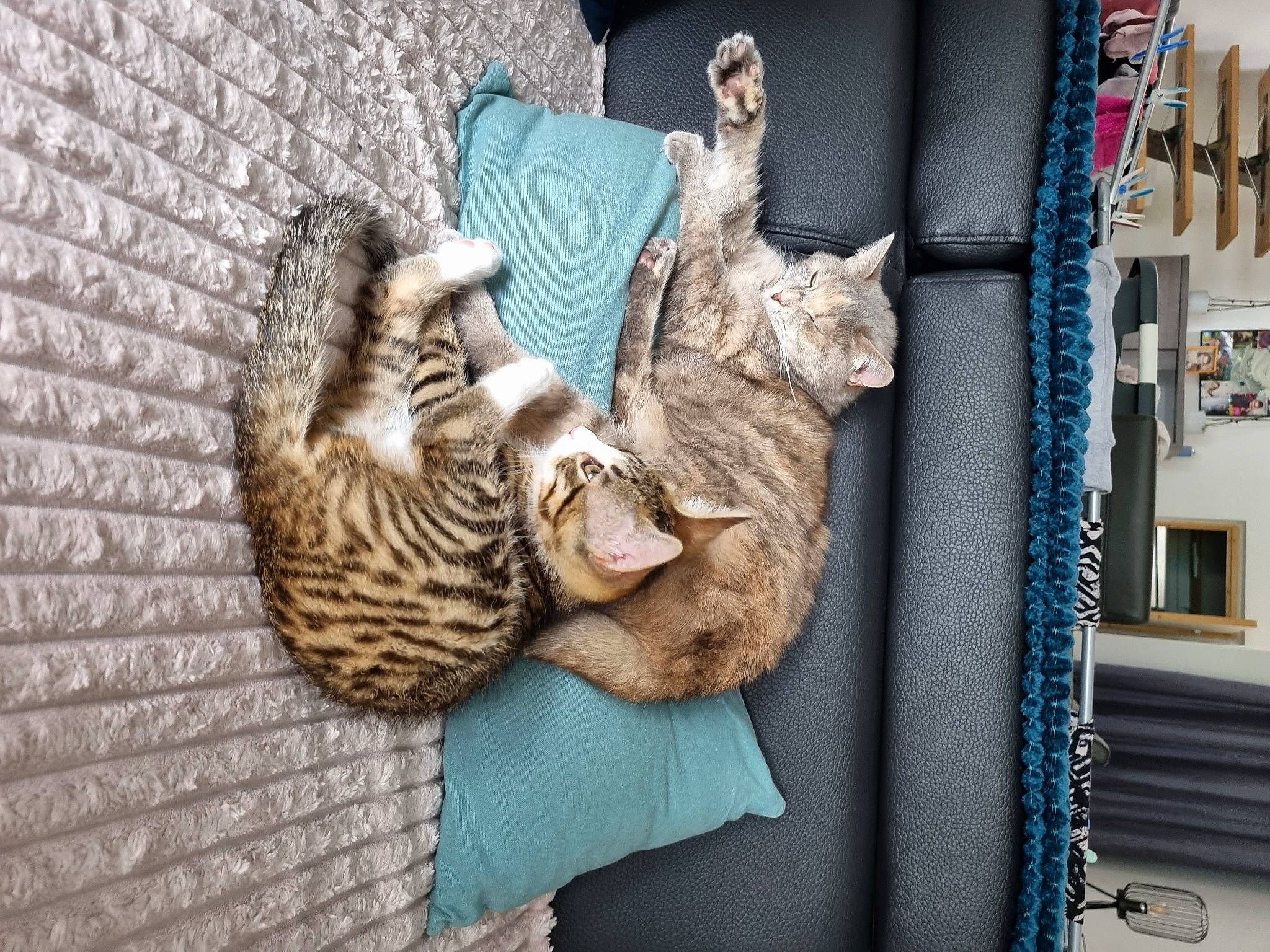 Bella a rejoint le concours — aidez-le/la à gagner de superbes lots ! art, carnivore, cat, comfort, domestic_short_haired_cat, fawn, felidae, fur, hat, home_accessories, linens, pattern, sculpture, shelf, small_to_medium_sized_cats, tail, toy, whiskers, wood, wool