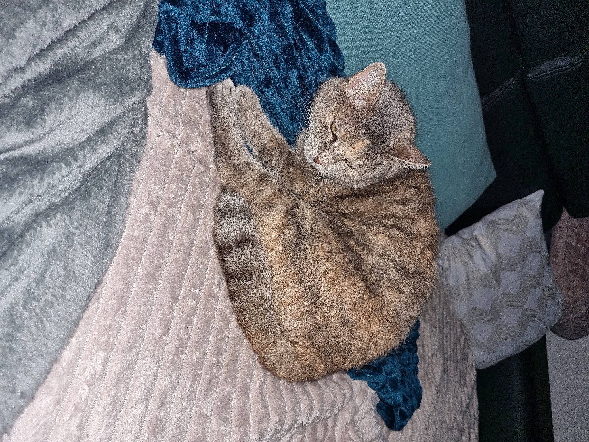 Bella participe au concours pour gagner de l'argent avec cette photo : art, bag, carnivore, cat, comfort, denim, domestic_short_haired_cat, fawn, felidae, gesture, grey, hat, linens, small_to_medium_sized_cats, tail, thread, tree, whiskers, wood, woolen