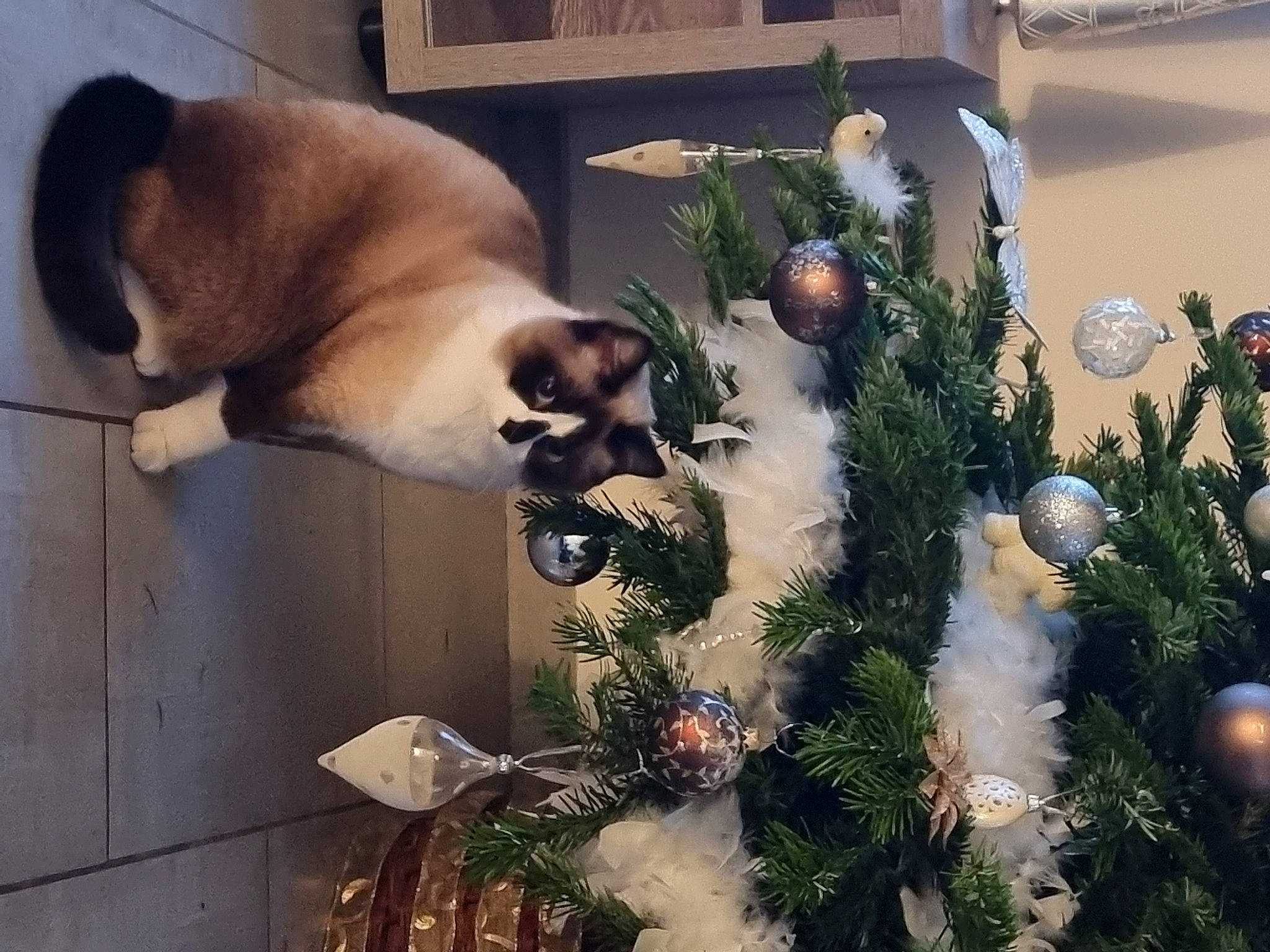 Caramel a rejoint le concours — aidez-le/la à gagner de superbes lots ! carnivore, christmas_decoration, christmas_eve, christmas_ornament, christmas_tree, companion_dog, conifer, decoration, dog, dog_breed, event, evergreen, fawn, holiday, holiday_ornament, ornament, plant, tail, twig, wood