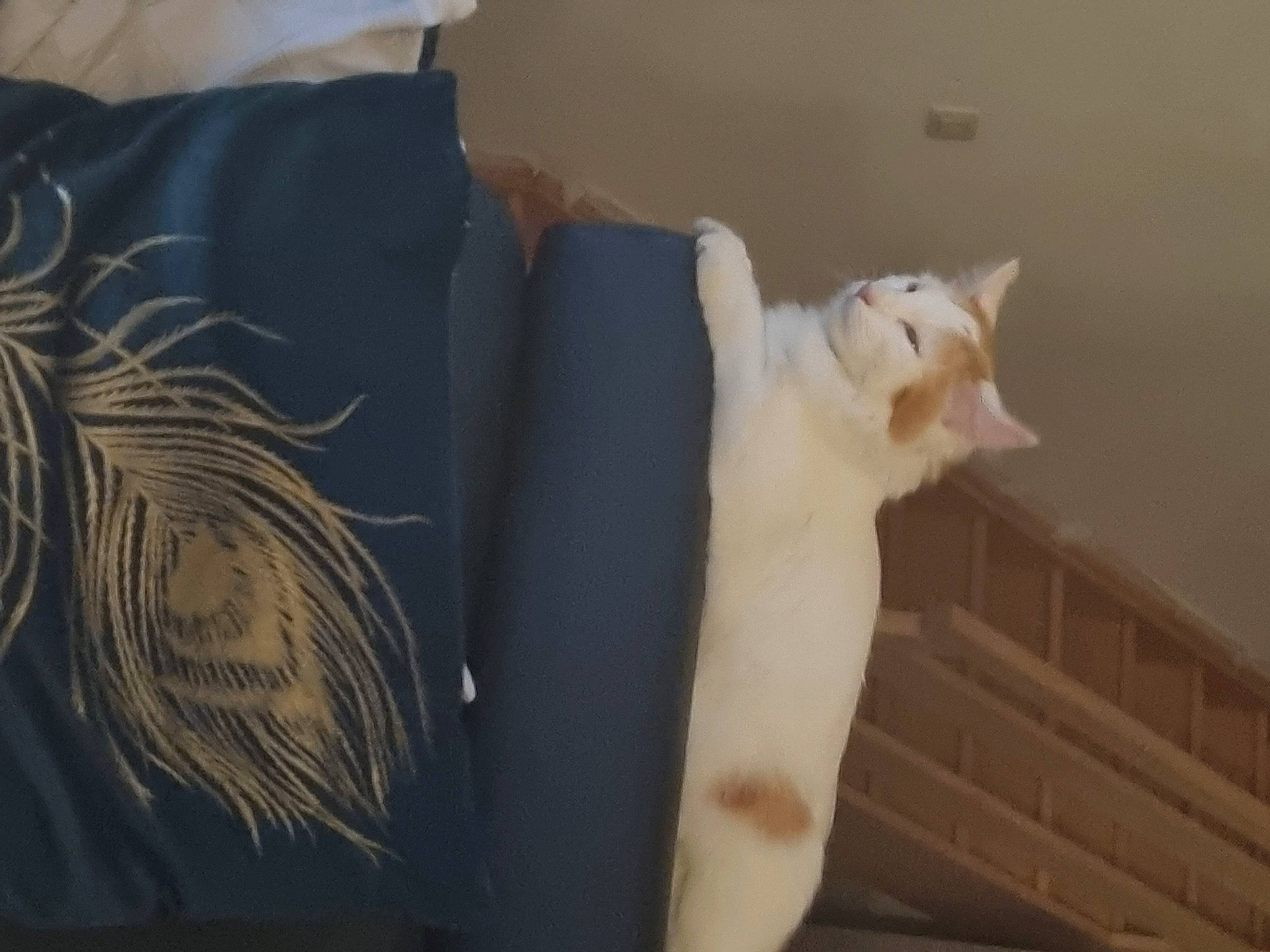 Véga a rejoint le concours — aidez-le/la à gagner de superbes lots ! active_shirt, carnivore, cat, comfort, domestic_short_haired_cat, fashion_accessory, feather, felidae, fur, linens, paw, room, sleeve, small_to_medium_sized_cats, t_shirt, tail, whiskers, wood