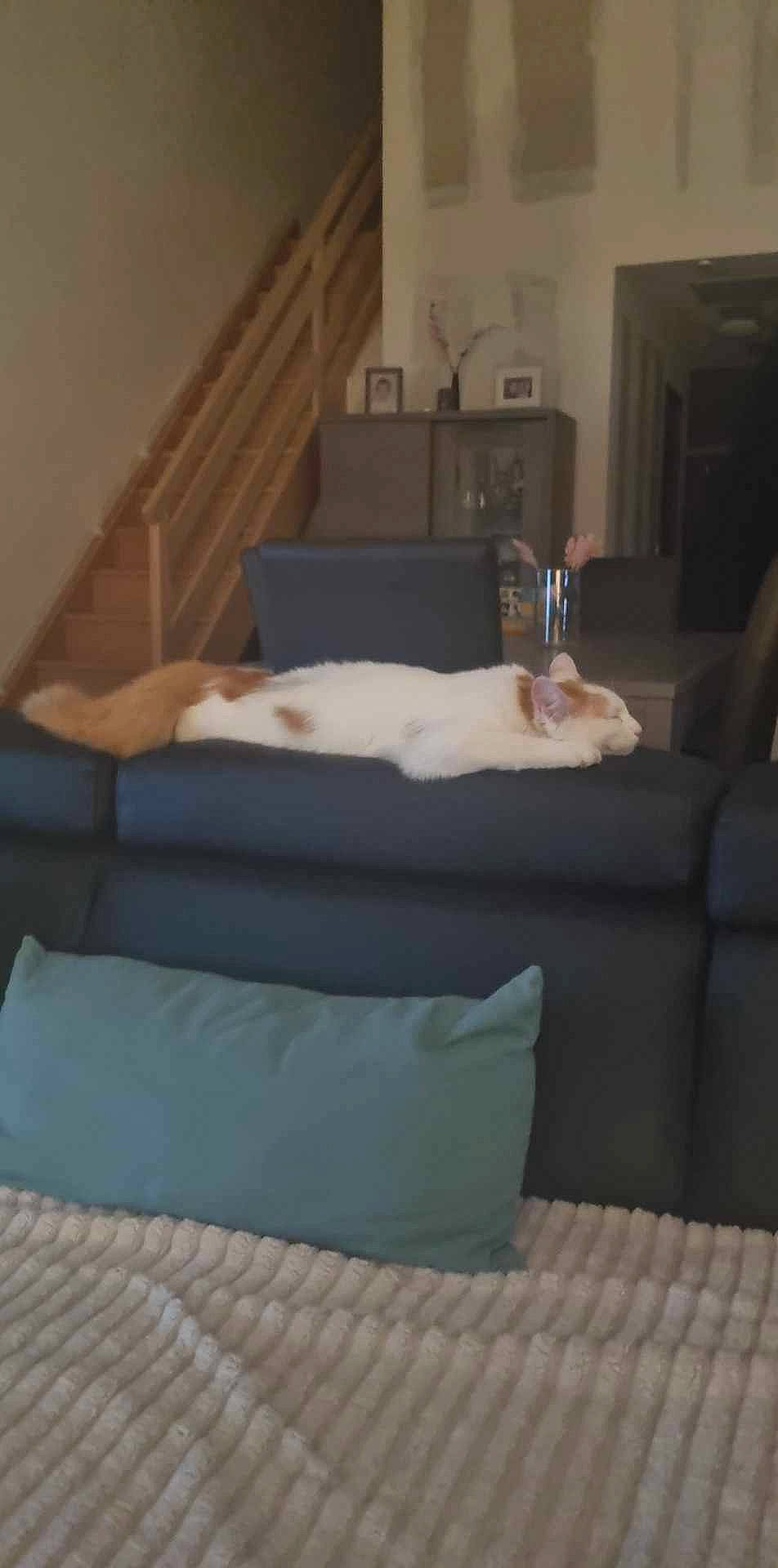 Véga participe au concours pour gagner de l'argent avec cette photo : carnivore, cat, comfort, companion_dog, couch, felidae, floor, flooring, fur, futon_pad, hardwood, linens, living_room, rectangle, room, small_to_medium_sized_cats, studio_couch, tail, whiskers, wood