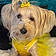 Daisy