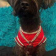 Bear is registered to the contest to win money with this photo: dog, black_dog, small_dog, portrait, sitting, red_shirt, jersey, gold_chain, collar, name_tag, pet, long_fur, floppy_ears, dark_fur, turquoise_background, shaggy_blanket, indoor, fashion, costume, close_up