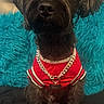 dog, black_dog, small_dog, portrait, sitting, red_shirt, jersey, gold_chain, collar, name_tag, pet, long_fur, floppy_ears, dark_fur, turquoise_background, shaggy_blanket, indoor, fashion, costume, close_up