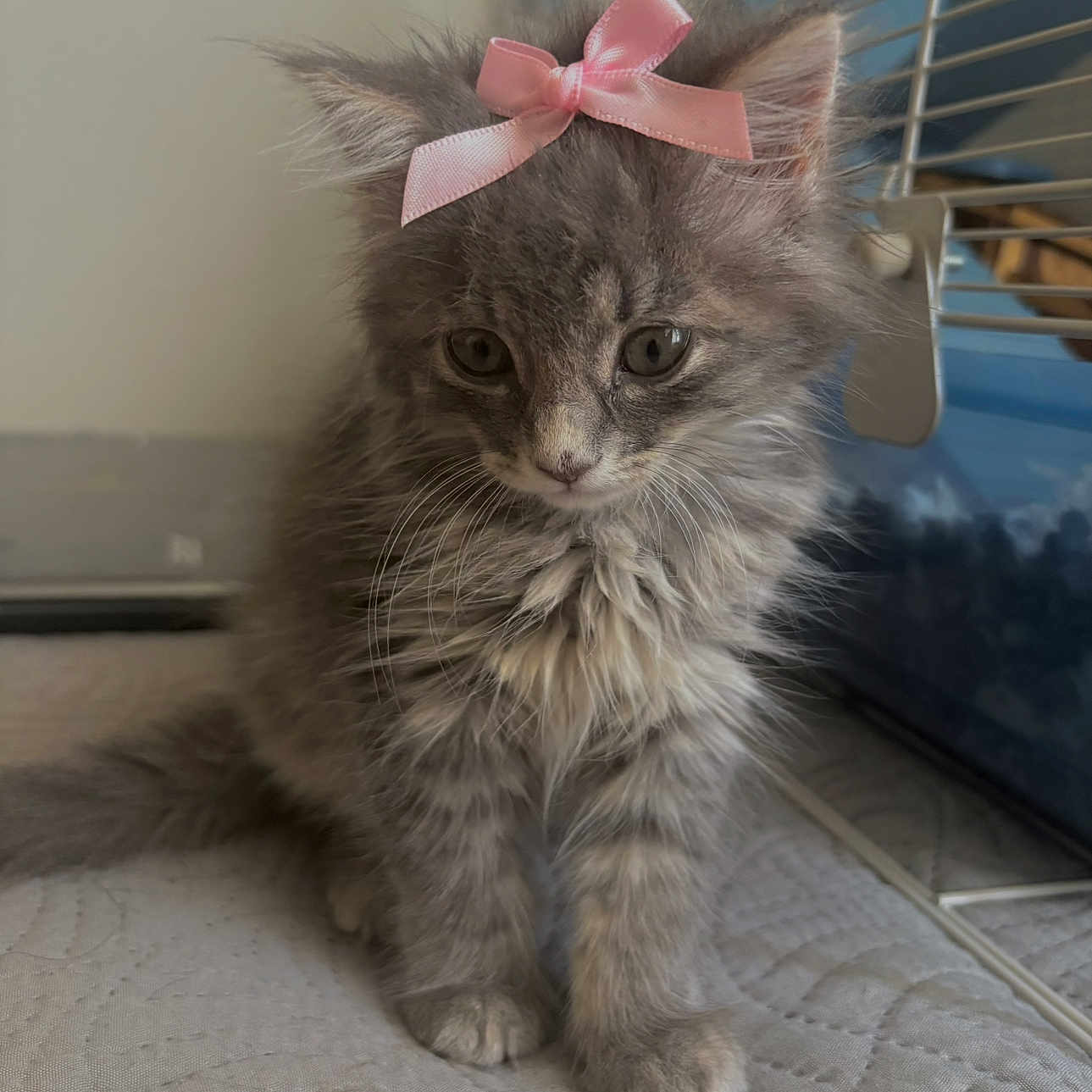 Maxien is registered to the contest to win money with this photo: animal_face, cat, curious, cute, domestic_animal, ears, feline, fluffy, gray_fur, indoor, kitten, paw, pet, pink_bow, quilted_surface, sitting, small, soft_fur, whiskers, young_animal
