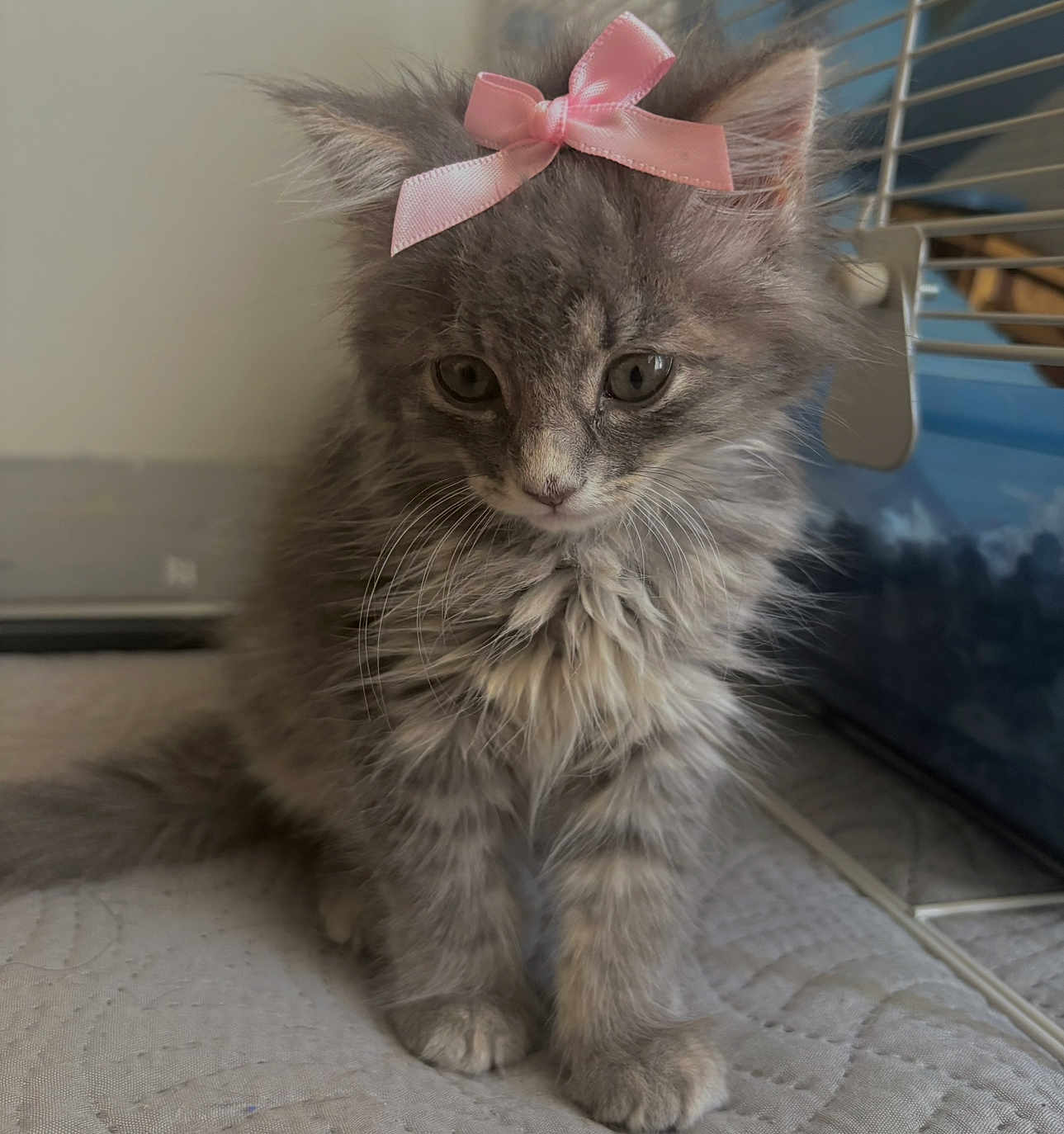 Maxien is registered to the contest to win money with this photo: kitten, cat, pink_bow, fluffy, gray_fur, pet, indoor, quilted_surface, cute, young_animal, feline, curious, small, domestic_animal, animal_face, whiskers, ears, paw, sitting, soft_fur