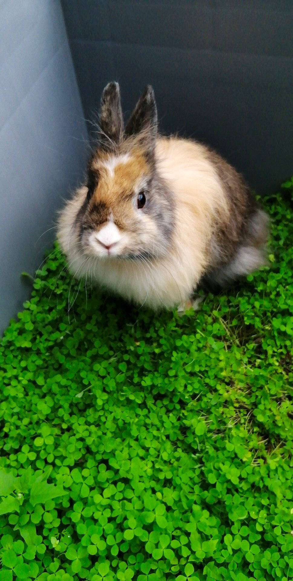 Groot a rejoint le concours — aidez-le/la à gagner de superbes lots ! angora_rabbit, domestic_rabbit, fawn, grass, hare, mammal, plant, rabbit, rabbits_and_hares, whiskers, wildlife, wood_rabbit