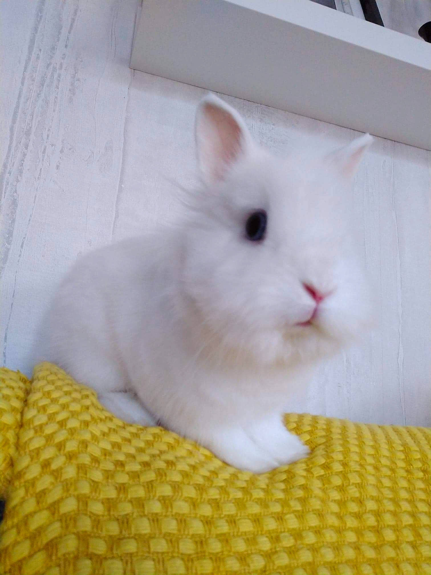 Saphir participe au concours pour gagner de l'argent avec cette photo : domestic_rabbit, ear, fawn, rabbit, rabbits_and_hares, skin, whiskers