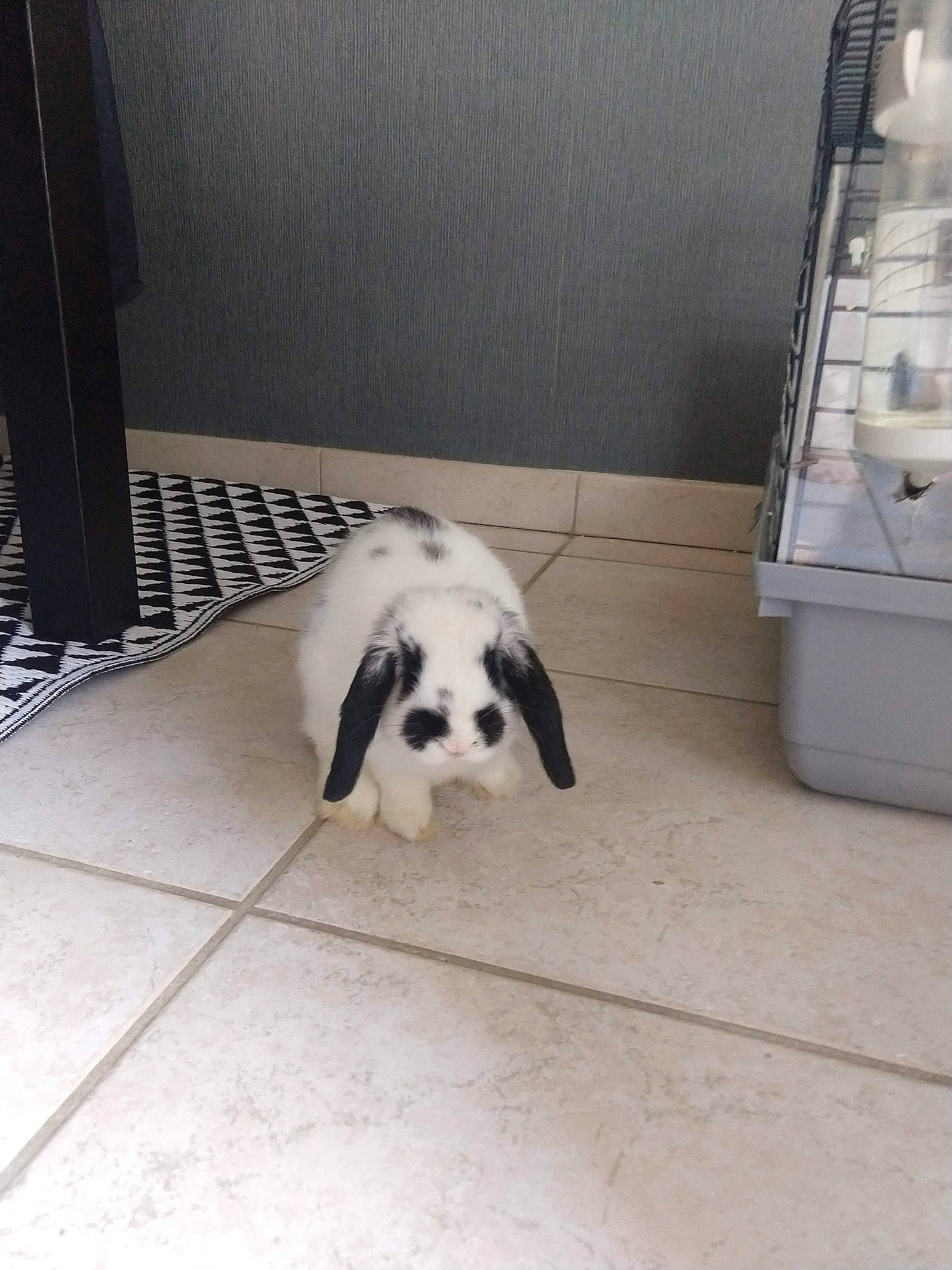 Lady Pitchoune Hope a rejoint le concours — aidez-le/la à gagner de superbes lots ! canidae, carnivore, cavalier_king_charles_spaniel, companion_dog, dog, dog_breed, mammal, non_sporting_group, petit_basset_griffon_vendeen, shih_tzu, sporting_group, toy_dog, vertebrate