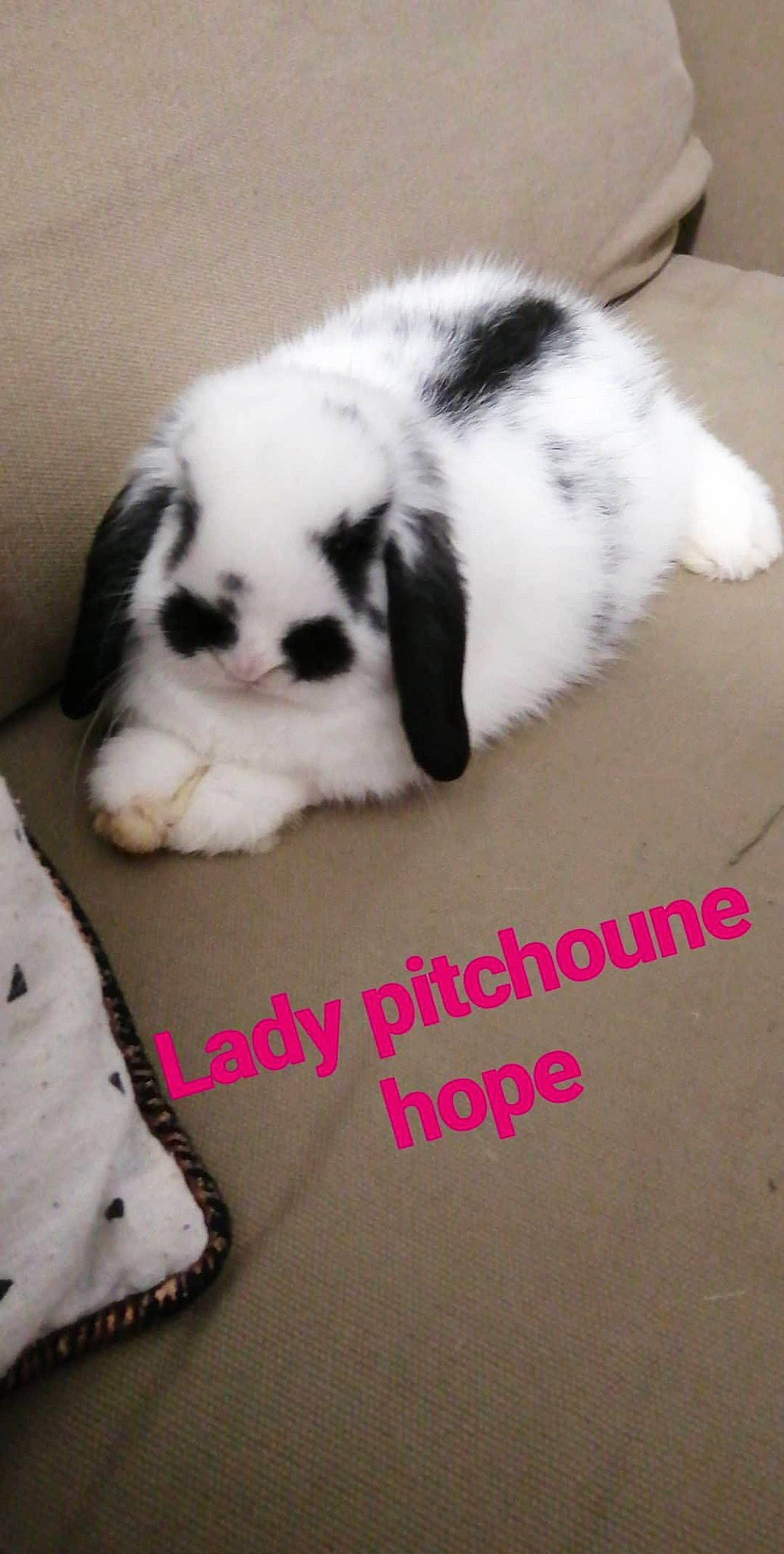 Lady Pitchoune Hope