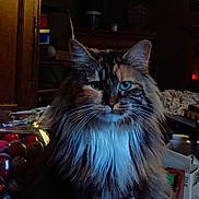 Romy participe au concours pour gagner de l'argent avec cette photo : cat, long_hair, indoor, feline, pet, whiskers, face, ears, fur, animal, domestic, closeup, sitting, household_items, moody_lighting, brown, white, black, orange, green_eyes