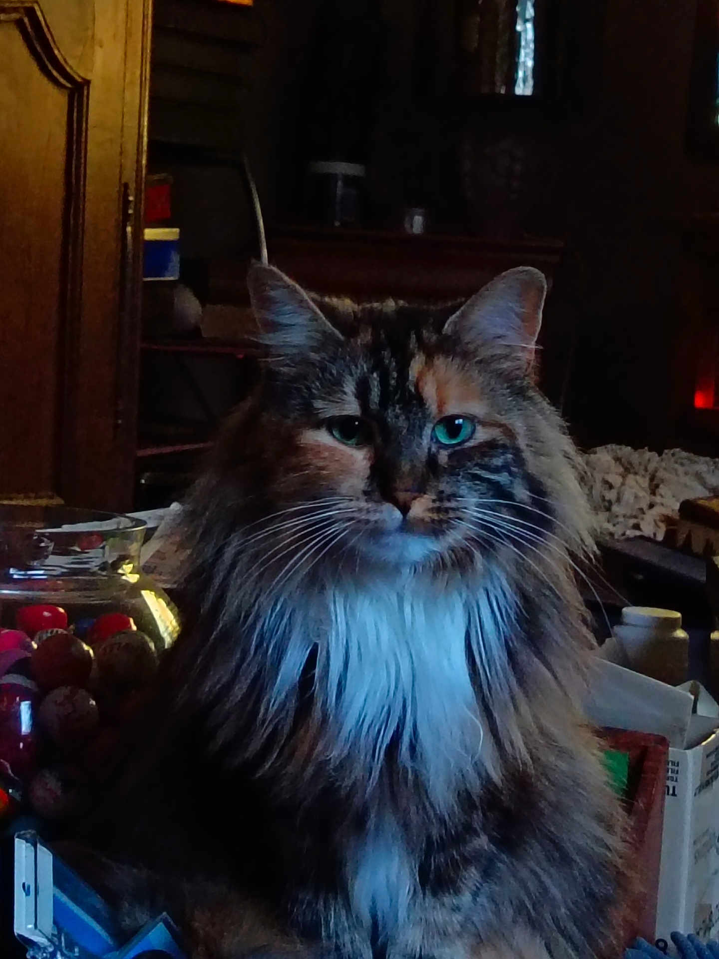 Romy participe au concours pour gagner de l'argent avec cette photo : cat, long_hair, indoor, feline, pet, whiskers, face, ears, fur, animal, domestic, closeup, sitting, household_items, moody_lighting, brown, white, black, orange, green_eyes