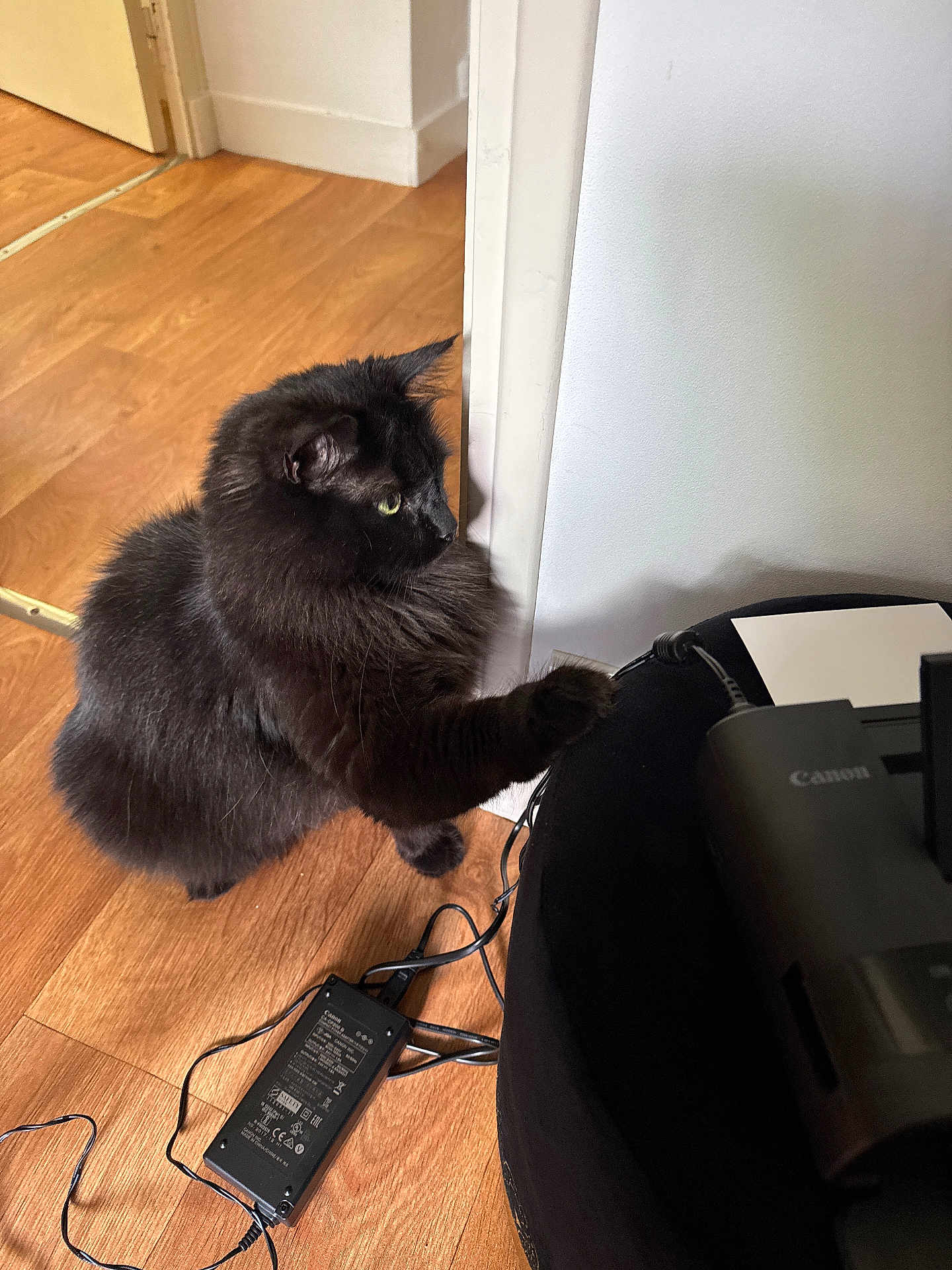 Tokyo participe au concours pour gagner de l'argent avec cette photo : animal, black_cat, cat, charger, cord, curious, domestic_animal, electronics, fluffy, furniture, green_eyes, household, indoor, mammal, paw, pet, side_view, technology, wall, wooden_floor