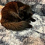 Tokyo a rejoint le concours — aidez-le/la à gagner de superbes lots ! animal, black_cat, blanket, cat, comfort, cozy, curled_up, cute, eye, fluffy, fur, home, indoor, paw, pet, relaxed, resting, sleeping, soft_texture, tail