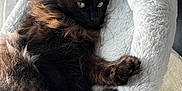 Tokyo a rejoint le concours — aidez-le/la à gagner de superbes lots ! animal, black_cat, cat, cat_bed, comfortable, cozy, cute, domestic_cat, feline, fluffy, fur, green_eyes, home, indoor, paw, pet, relaxed, resting, soft, window