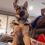 animal, blanket, ceiling_fan, collar, couch, dog, fur, german_shepherd, home, human_arm, indoor, light, paw_print, person, pet, puppy, relaxing, sofa, tattoo, window