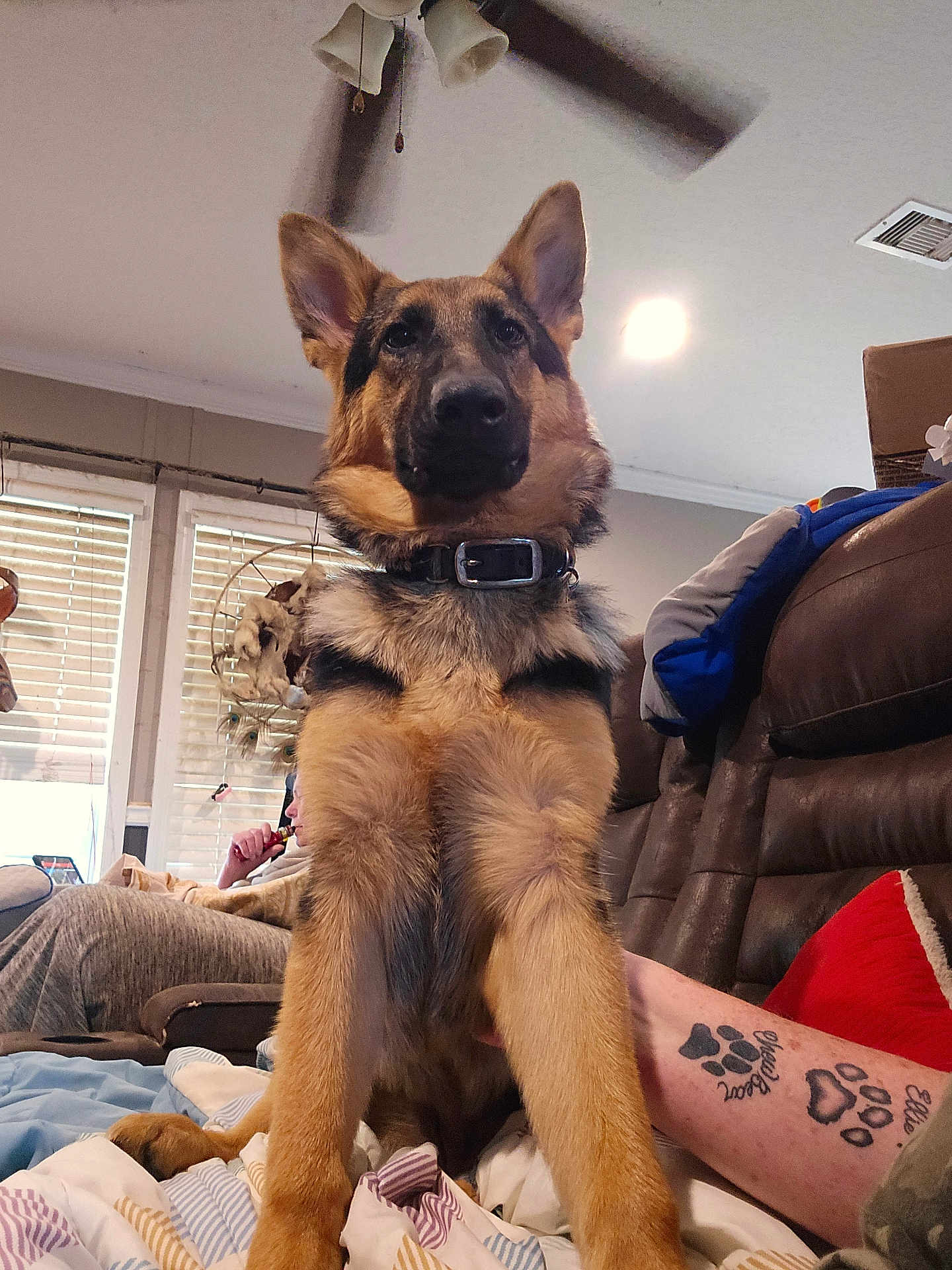 River Rayne is registered to the contest to win money with this photo: dog, german_shepherd, puppy, indoor, blanket, tattoo, paw_print, person, sofa, couch, window, light, ceiling_fan, collar, fur, pet, animal, relaxing, home, human_arm