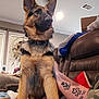 animal, blanket, blinds, canine, collar, couch, dog, domestic_animal, fur, furniture, german_shepherd, indoor, living_room, paw_print_tattoo, person_arm, pet, puppy, tattoo, window, young_dog