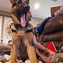 River Rayne is registered to the contest to win money with this photo: dog, german_shepherd, tongue_out, pet, indoor, living_room, couch, blanket, tattoo, arm, person, cozy, relaxed, fur, window, fan, pillow, casual, home, comfort