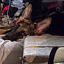 River Rayne is registered to the contest to win money with this photo: dog, german_shepherd, pet, lying_down, ear, cushion, indoor, resting, animal, fur, close_up, looking, household, background, cozy, messy, domestic, brown, black, canine