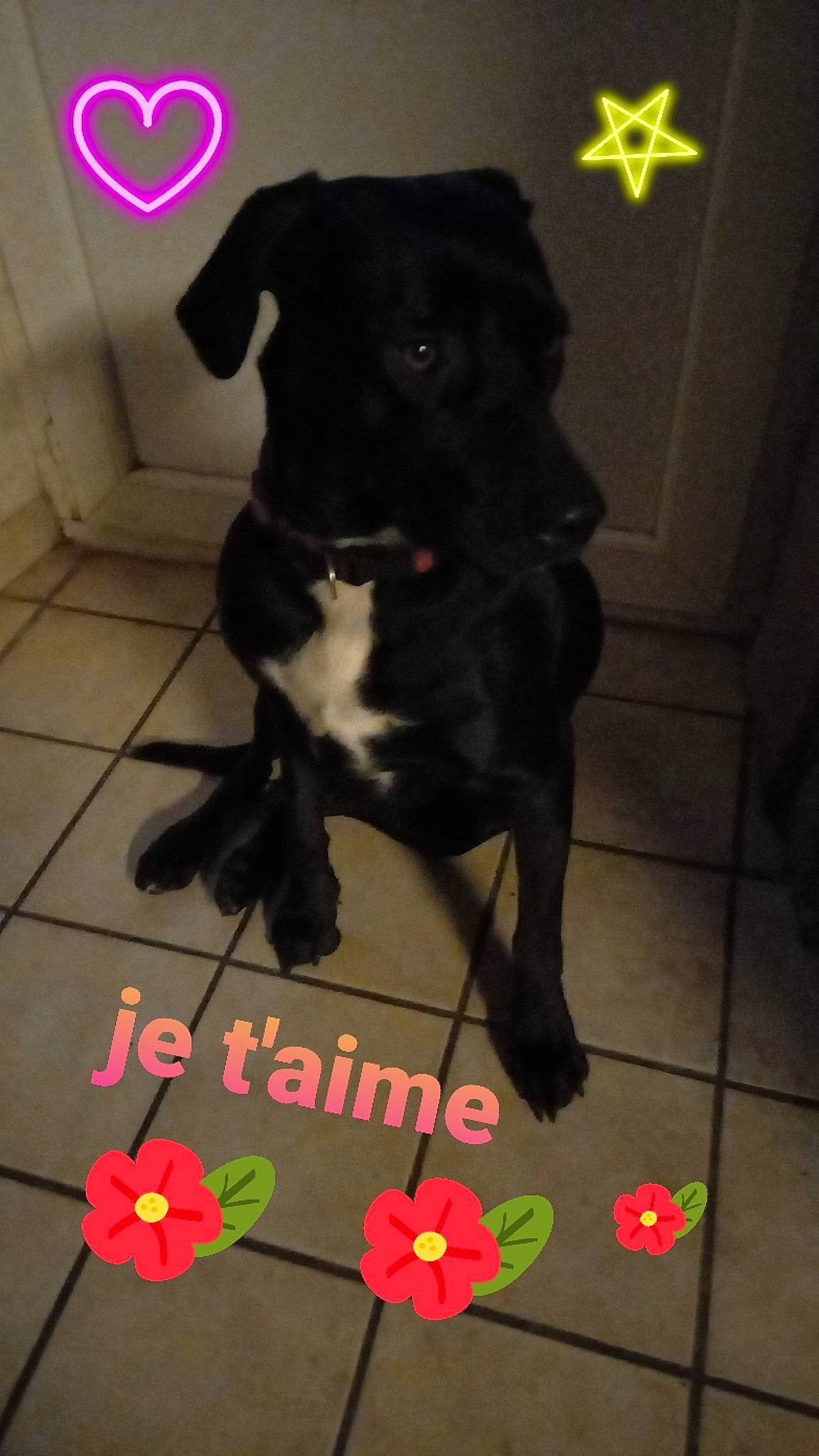 Nala participe au concours pour gagner de l'argent avec cette photo : black, borador, canidae, carmine, carnivore, companion_dog, dog, dog_breed, dog_supply, floor, flooring, font, fur, non_sporting_group, pet_supply, petal, sporting_group, tail, working_animal