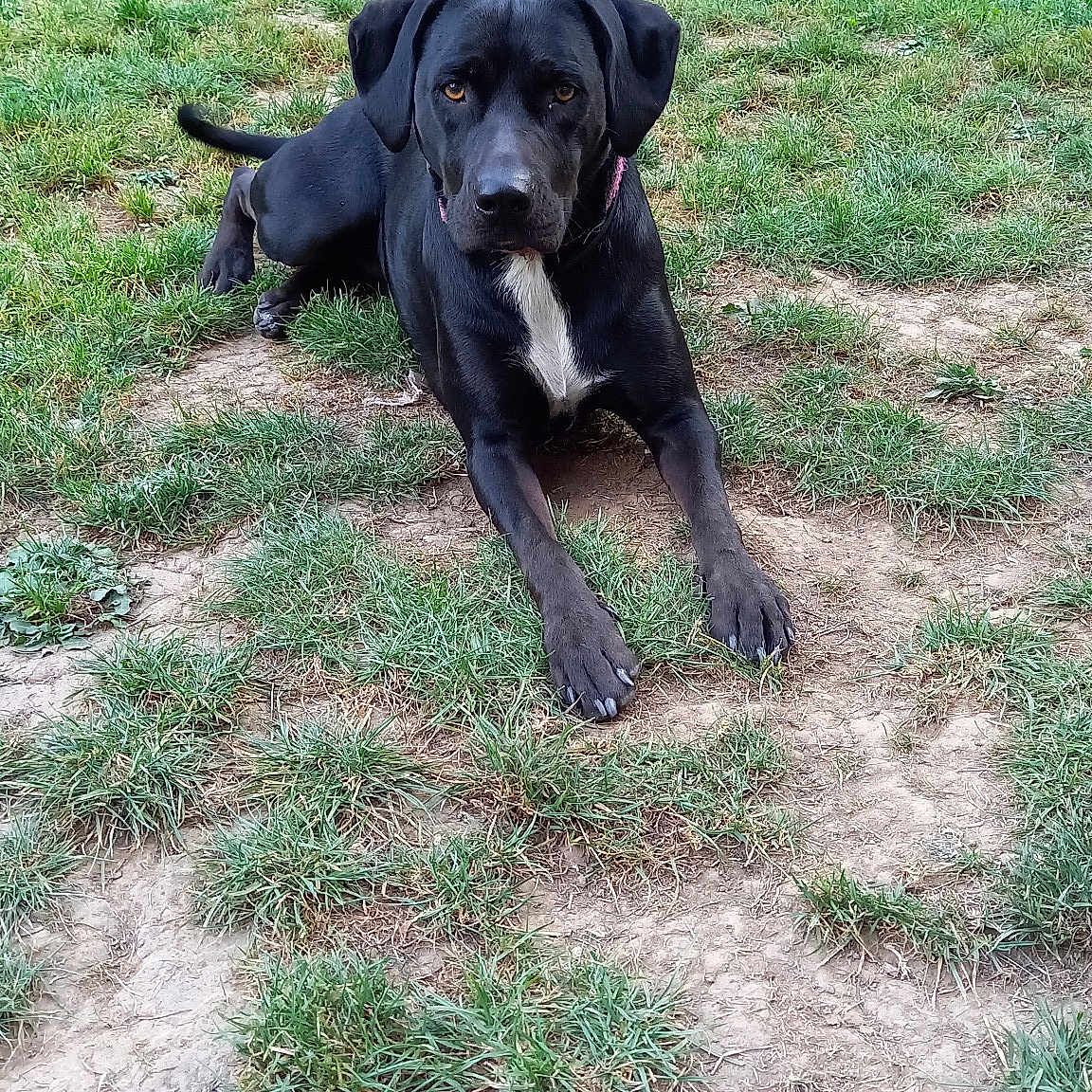 Nala