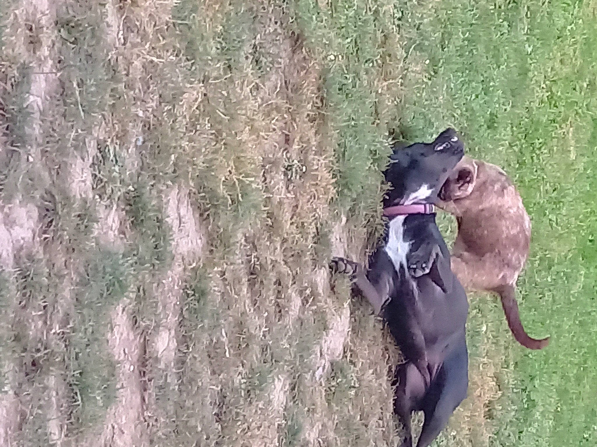 Maya participe au concours pour gagner de l'argent avec cette photo : adventure, canidae, carnivore, collar, companion_dog, dog, dog_breed, dog_collar, fawn, grass, guard_dog, gun_dog, leash, liver, pet_supply, plant, soil, sporting_group, tail, working_animal