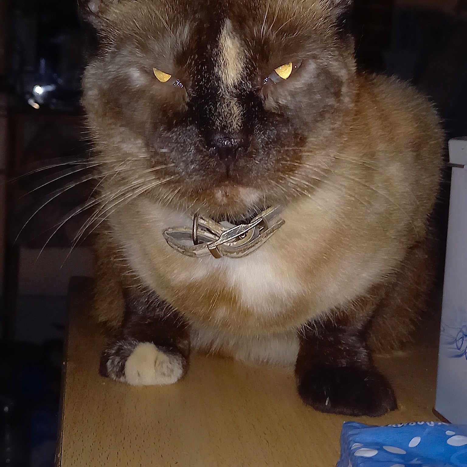 Maya
