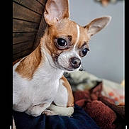 Bella joined the competition — help win amazing prizes! dog, chihuahua, pet, animal, indoor, furniture, blanket, wood, ears, fur, small_dog, cute, portrait, closeup, resting, brown, white, companion, alert, cozy