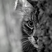 Nounousse participe au concours pour gagner de l'argent avec cette photo : animal, animal_face, black_and_white, cat, close_up, curious, eye, focus, fur, hidden, intense, monochrome, mystery, nature, outdoor, portrait, texture, tree, whiskers, wildlife