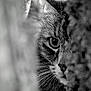 animal, animal_face, black_and_white, cat, close_up, curious, eye, focus, fur, hidden, intense, monochrome, mystery, nature, outdoor, portrait, texture, tree, whiskers, wildlife