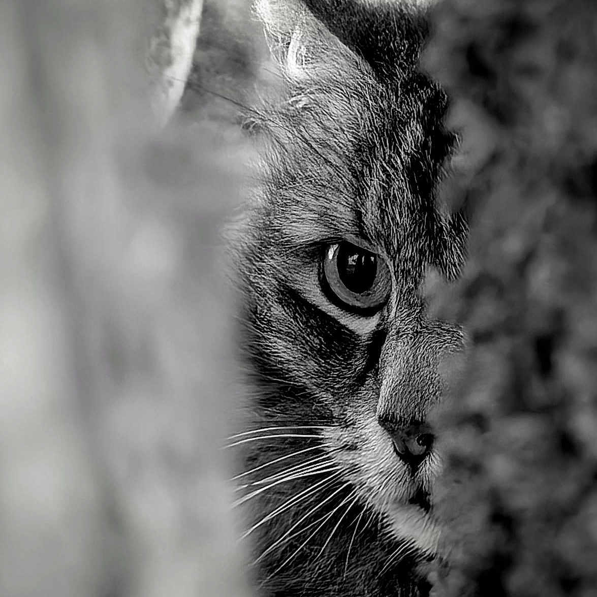 Nounousse participe au concours pour gagner de l'argent avec cette photo : animal, animal_face, black_and_white, cat, close_up, curious, eye, focus, fur, hidden, intense, monochrome, mystery, nature, outdoor, portrait, texture, tree, whiskers, wildlife