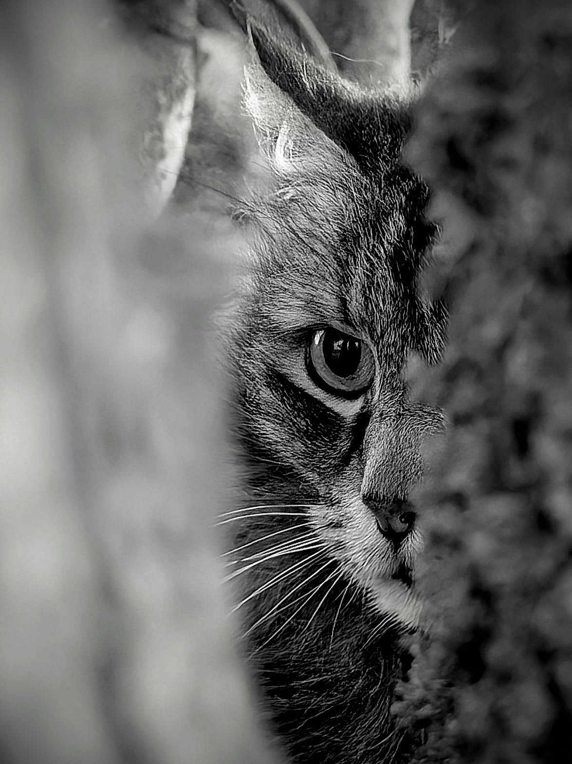 Nounousse participe au concours pour gagner de l'argent avec cette photo : animal, animal_face, black_and_white, cat, close_up, curious, eye, focus, fur, hidden, intense, monochrome, mystery, nature, outdoor, portrait, texture, tree, whiskers, wildlife