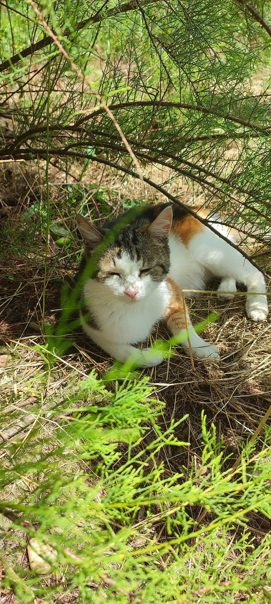 Cokine a rejoint le concours — aidez-le/la à gagner de superbes lots ! carnivore, cat, domestic_short_haired_cat, fawn, felidae, fur, grass, grass_family, groundcover, herb, plant, sitting, small_to_medium_sized_cats, snout, tail, terrestrial_animal, tree, whiskers, wildlife