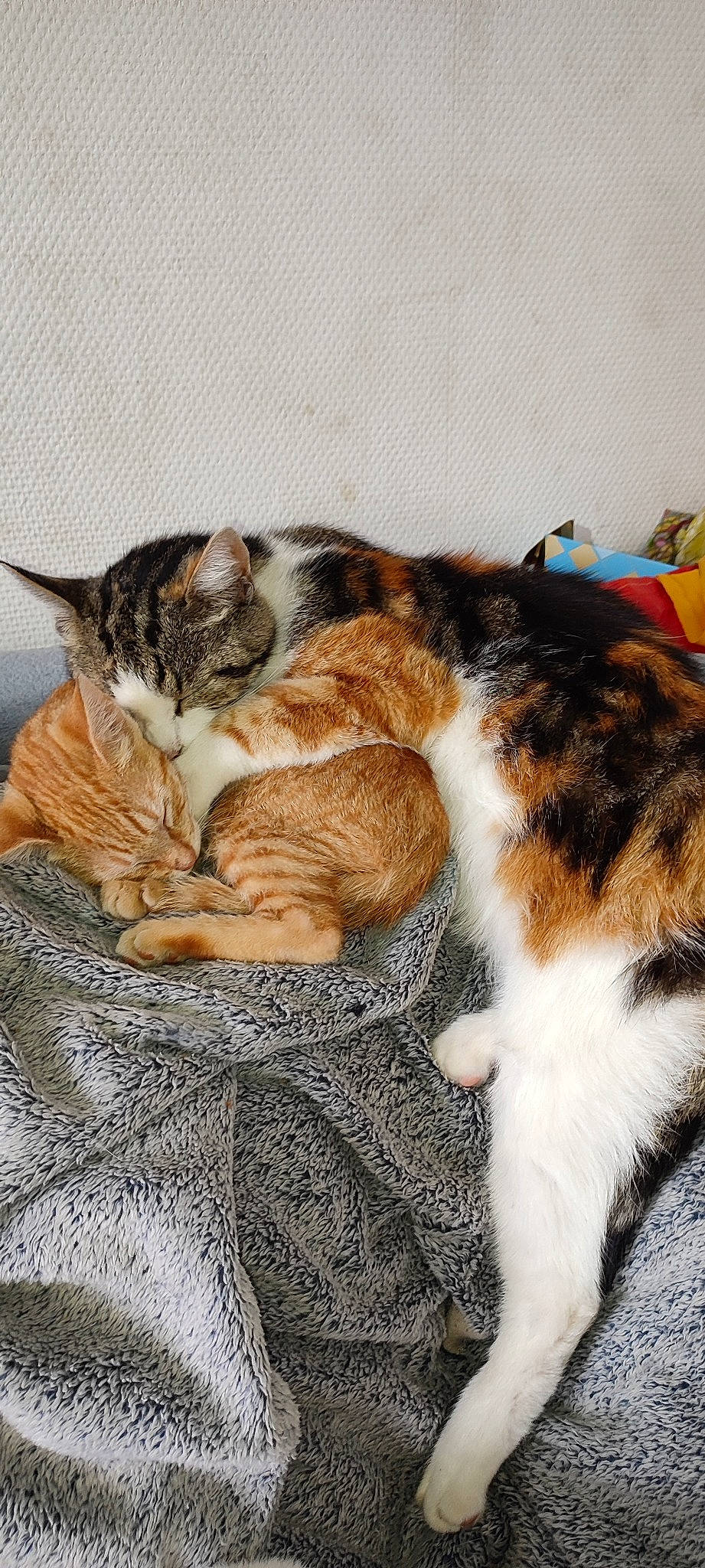 Cokine participe au concours pour gagner de l'argent avec cette photo : carnivore, cat, claw, comfort, domestic_short_haired_cat, fawn, felidae, fur, grass, mammal, nap, paw, sitting, sleep, small_to_medium_sized_cats, snout, tail, terrestrial_animal, vertebrate, whiskers