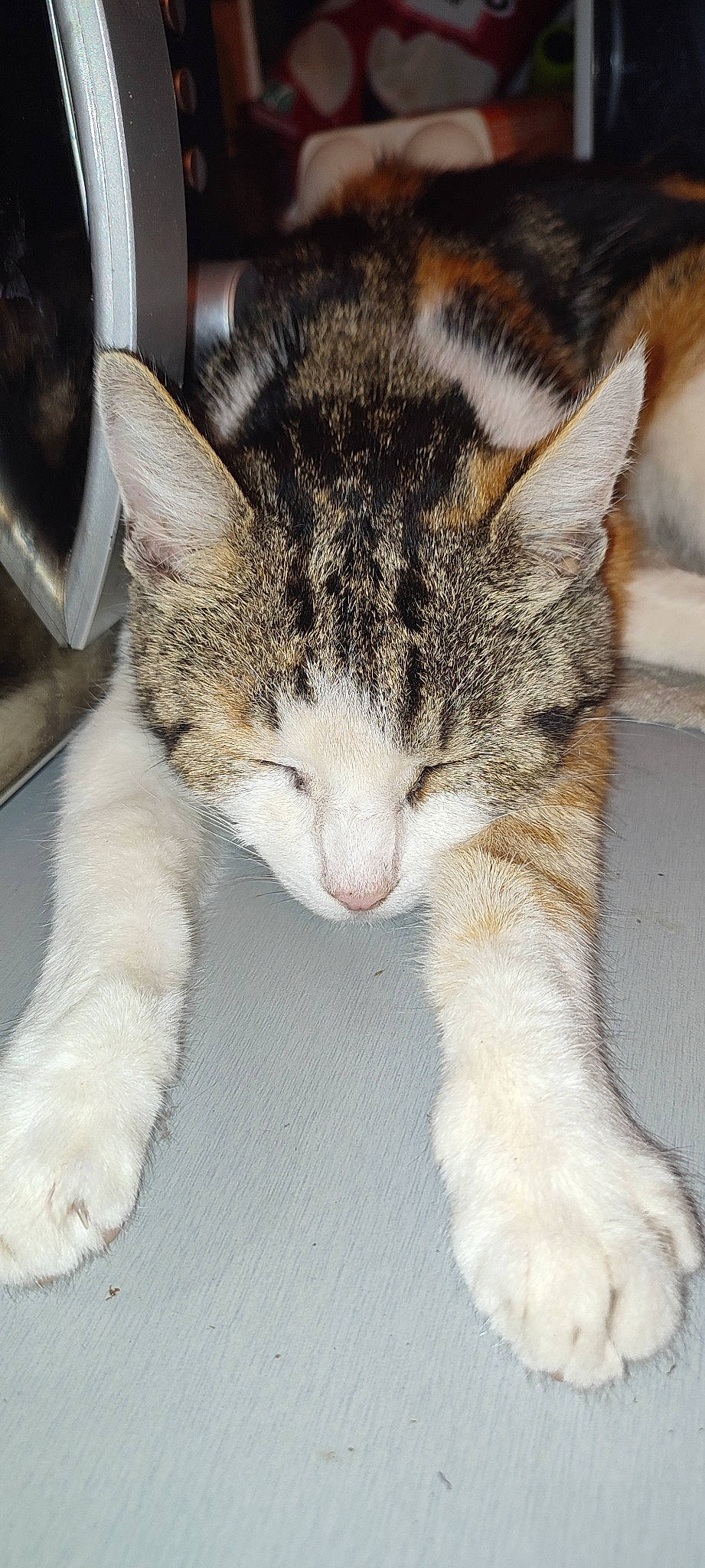 Cokine a rejoint le concours — aidez-le/la à gagner de superbes lots ! carnivore, cat, claw, comfort, domestic_short_haired_cat, ear, eye, felidae, foot, fur, nap, paw, sleep, small_to_medium_sized_cats, snout, tail, terrestrial_animal, whiskers