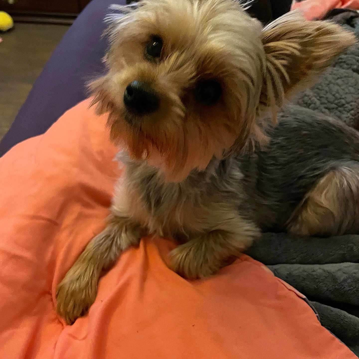 Coco